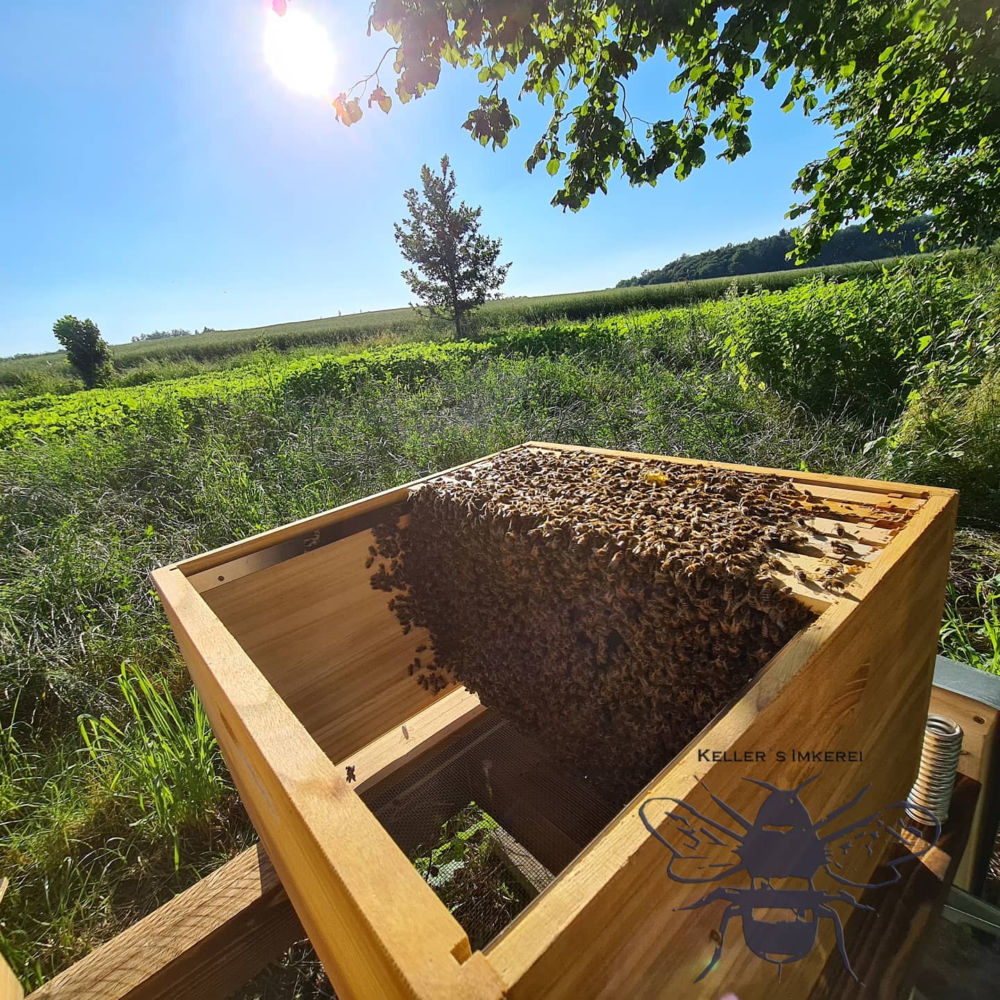 Bienen bei der Arbeit