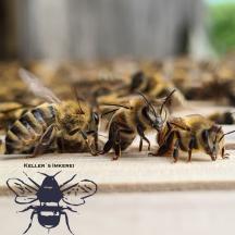 Fleißige Bienen